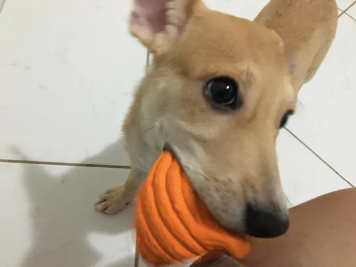 Cachorro ra a SRD idade 2 a 6 meses nome Sem nome
