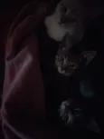 Steven