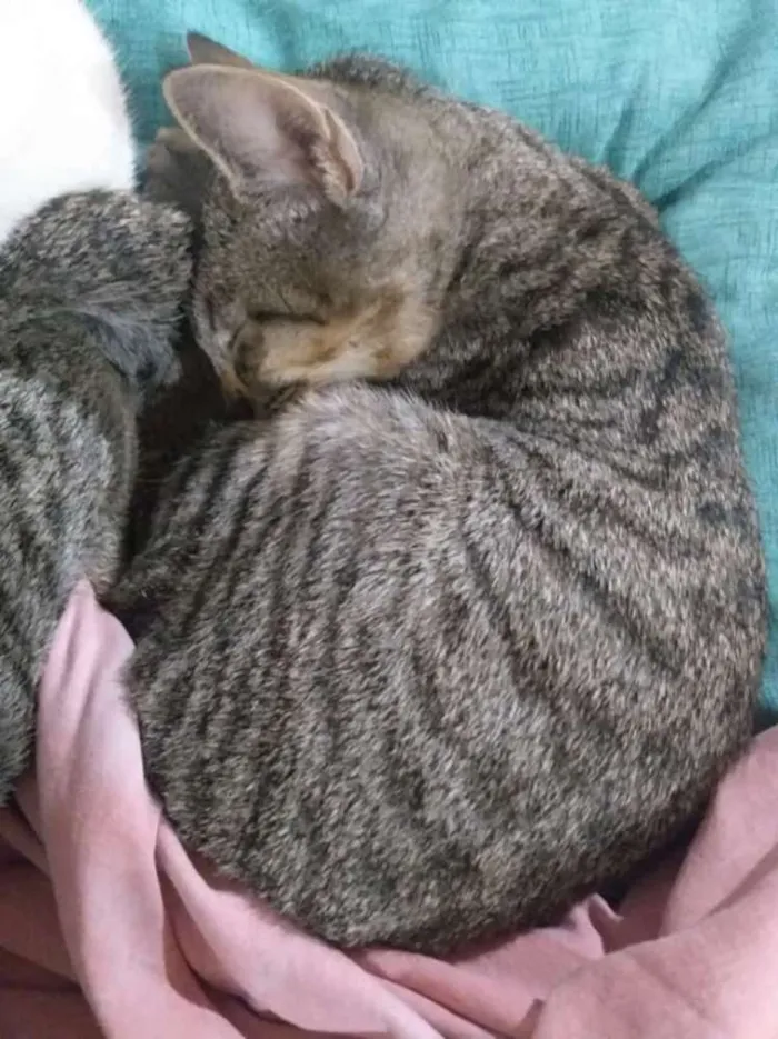 Gato ra a  idade 2 a 6 meses nome Steven