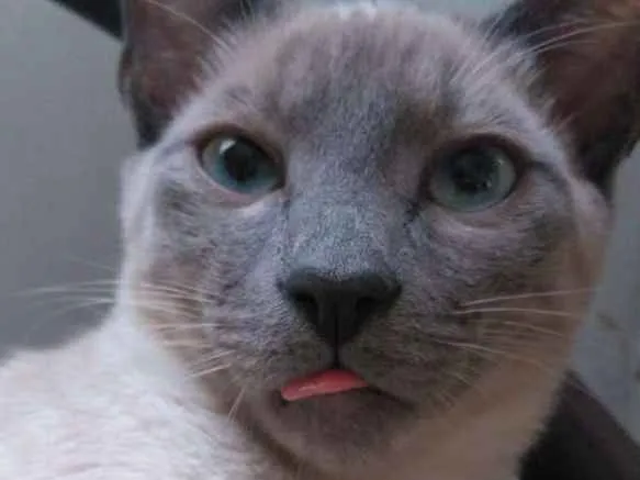 Gato raça Siamês  idade 2 anos nome Branco