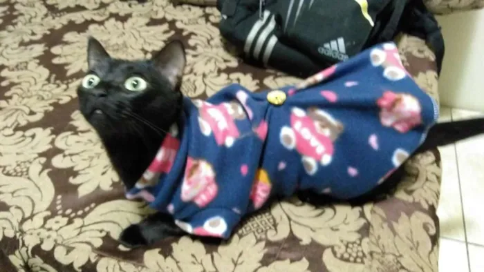 Gato raça  idade 5 anos nome Preta