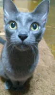 Fumaça 