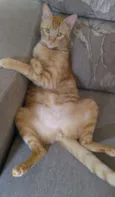 Alemão 