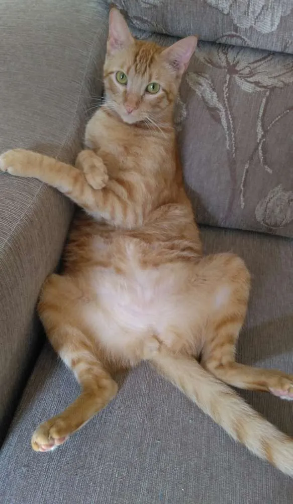 Gato raça  idade 4 anos nome Alemão 