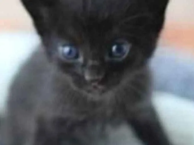 Gato ra a SRD idade Abaixo de 2 meses nome Sem nome