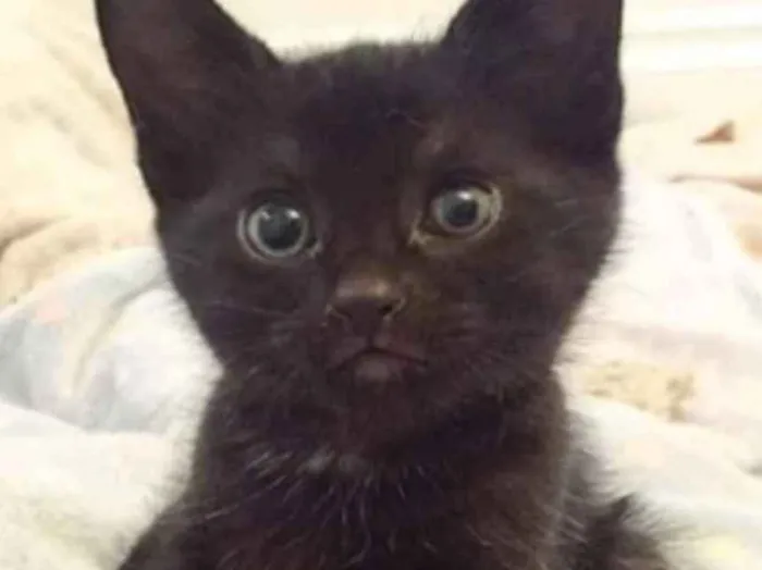 Gato ra a SRD idade Abaixo de 2 meses nome Sem nome