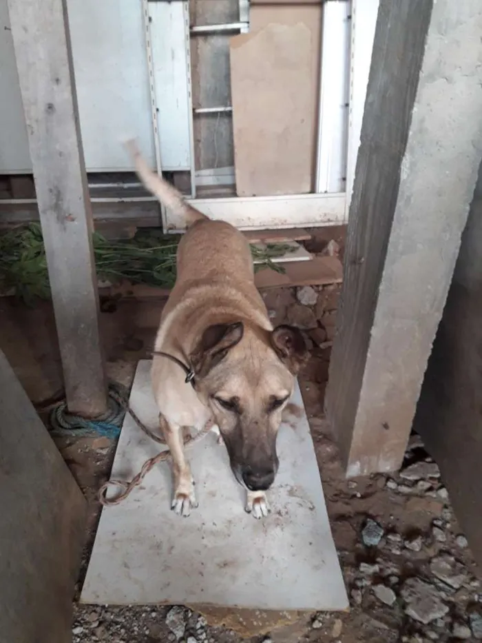 Cachorro ra a Nao definida idade 2 anos nome Marrozibho