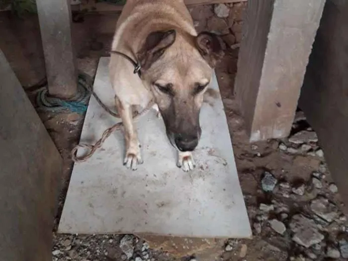 Cachorro ra a Nao definida idade 2 anos nome Marrozibho