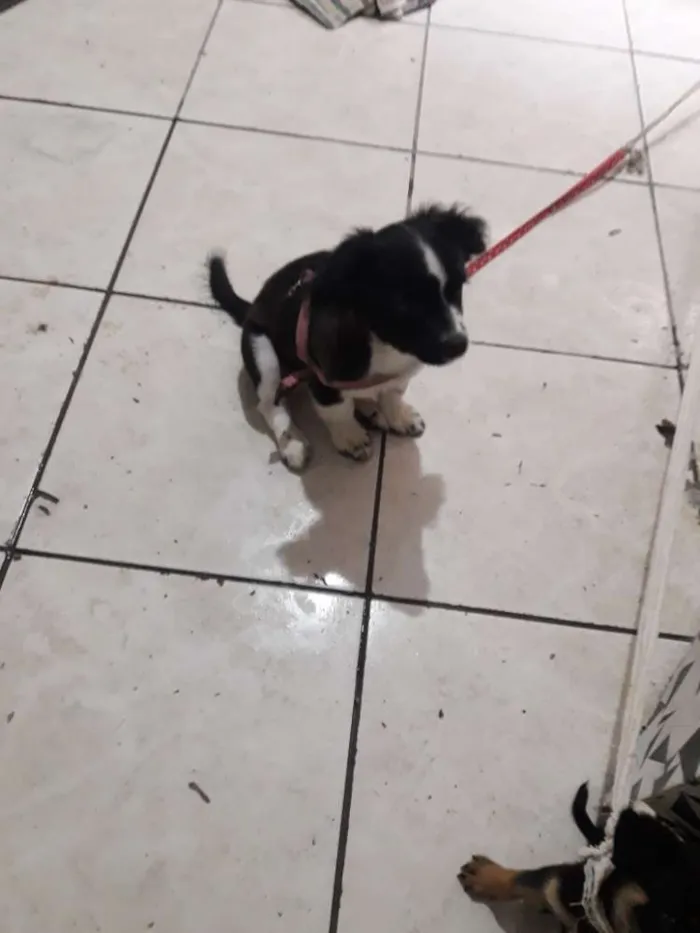 Cachorro ra a Não sei idade Abaixo de 2 meses nome Pricesa