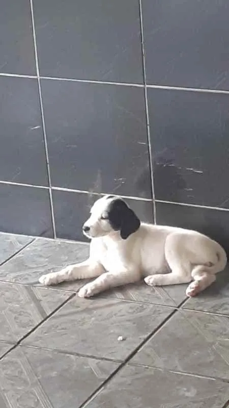 Cachorro ra a Não Definida idade Abaixo de 2 meses nome Sem Nome