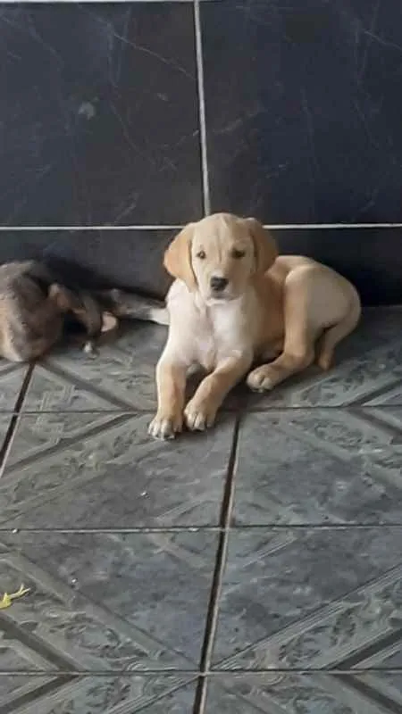 Cachorro ra a Não Definida idade Abaixo de 2 meses nome Sem Nome