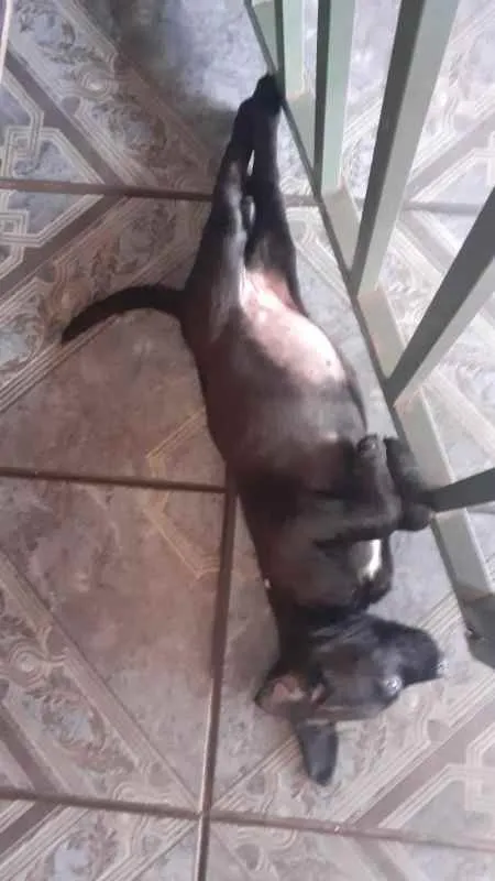 Cachorro ra a Não Definida idade Abaixo de 2 meses nome Sem Nome