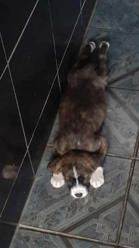 Cachorro ra a Não Definida idade Abaixo de 2 meses nome Sem Nome
