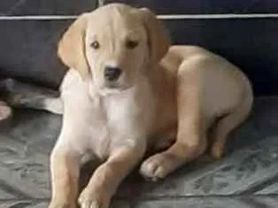 Cachorro ra a Não Definida idade Abaixo de 2 meses nome Sem Nome