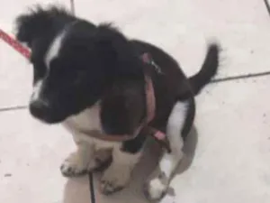Cachorro raça Não sei idade Abaixo de 2 meses nome Pricesa