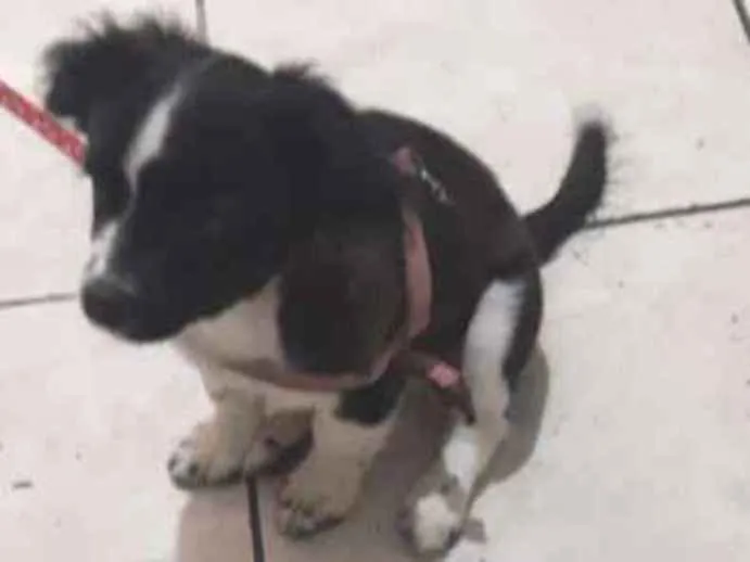 Cachorro ra a Não sei idade Abaixo de 2 meses nome Pricesa