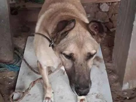 Cachorro ra a Nao definida idade 2 anos nome Marrozibho