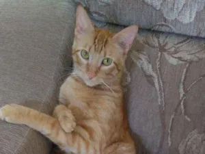 Gato raça  idade 4 anos nome Alemão 