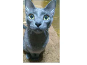 Gato raça  idade 3 anos nome Fumaça 