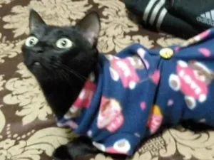 Gato raça  idade 5 anos nome Preta