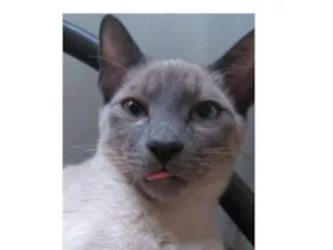 Gato raça Siamês  idade 2 anos nome Branco