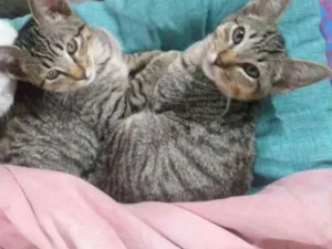 Gato raça  idade 2 a 6 meses nome Steven