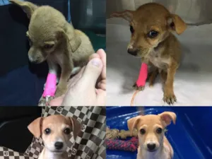 Cachorro raça SRD idade 2 a 6 meses nome Sem nome