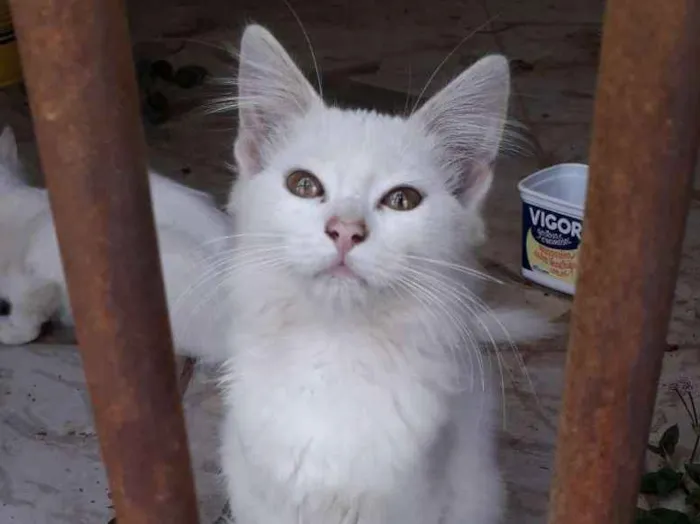 Gato ra a Não sei , mais é bem peludinha idade 2 a 6 meses nome Ainda não tem nome