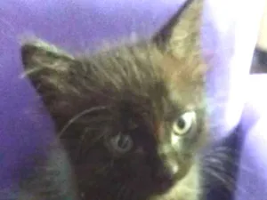 Gato raça Srd idade 2 a 6 meses nome Cat 3