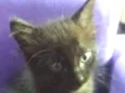 Cat 3