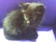 Cat 2