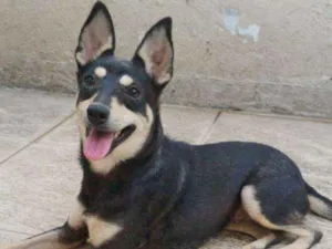 Cachorro raça SRD idade  nome BABI