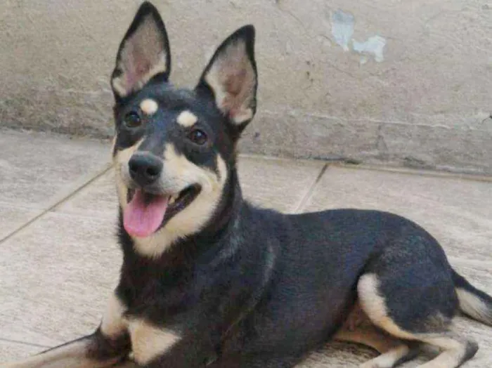 Cachorro ra a SRD idade  nome BABI