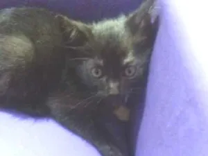 Gato raça Srd idade 2 a 6 meses nome Cat 1