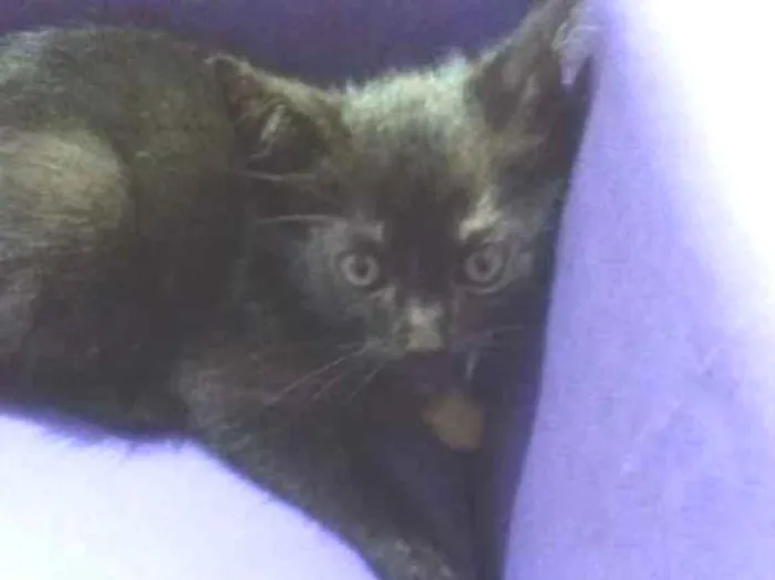 Gato ra a Srd idade 2 a 6 meses nome Cat 1