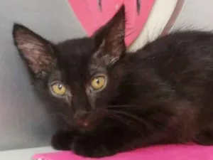 Gato raça SRD idade 2 a 6 meses nome MARIAZINHA