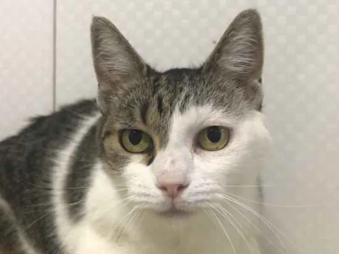 Gato ra a SRD idade 2 anos nome Rafaela