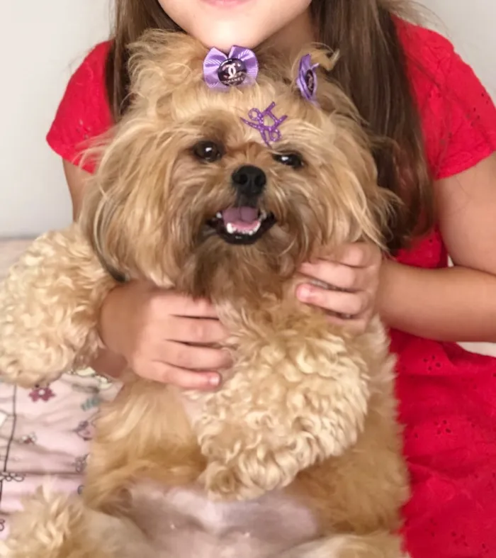 Cachorro raça Shitzu  idade 2 anos nome Amora