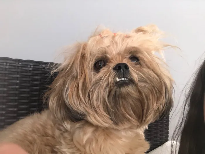 Cachorro raça Shitzu  idade 2 anos nome Amora