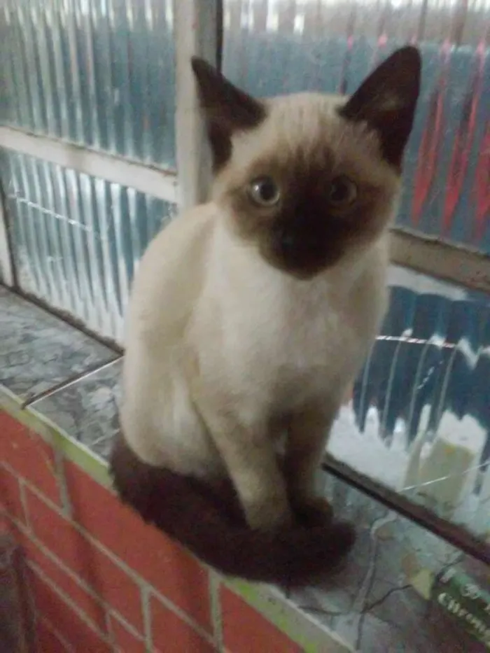 Gato ra a SRD idade Abaixo de 2 meses nome Sem nome