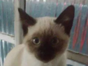 Gato raça SRD idade Abaixo de 2 meses nome Sem nome