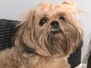 Cachorro raça Shitzu  idade 2 anos nome Amora