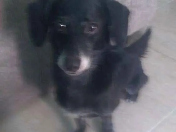 Cachorro ra a Misturado raça com vira lata idade 3 anos nome Boby