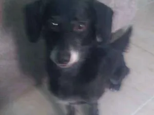 Cachorro raça Misturado raça com vira lata idade 3 anos nome Boby