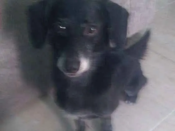 Cachorro ra a Misturado raça com vira lata idade 3 anos nome Boby