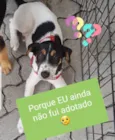 Jorginho