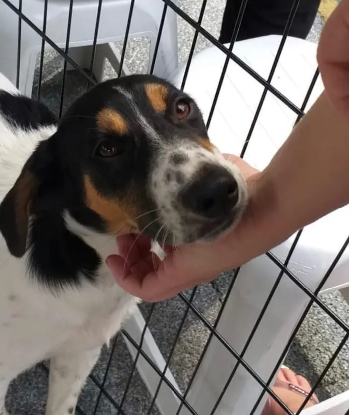 Cachorro ra a Srd idade 7 a 11 meses nome Jorginho