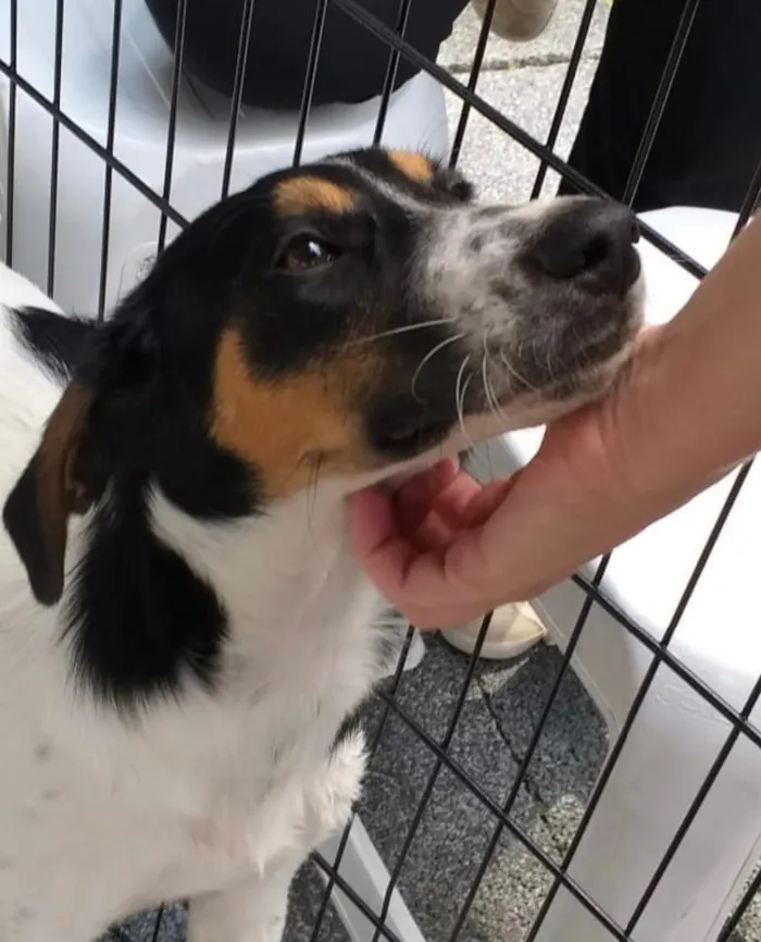 Cachorro ra a Srd idade 7 a 11 meses nome Jorginho