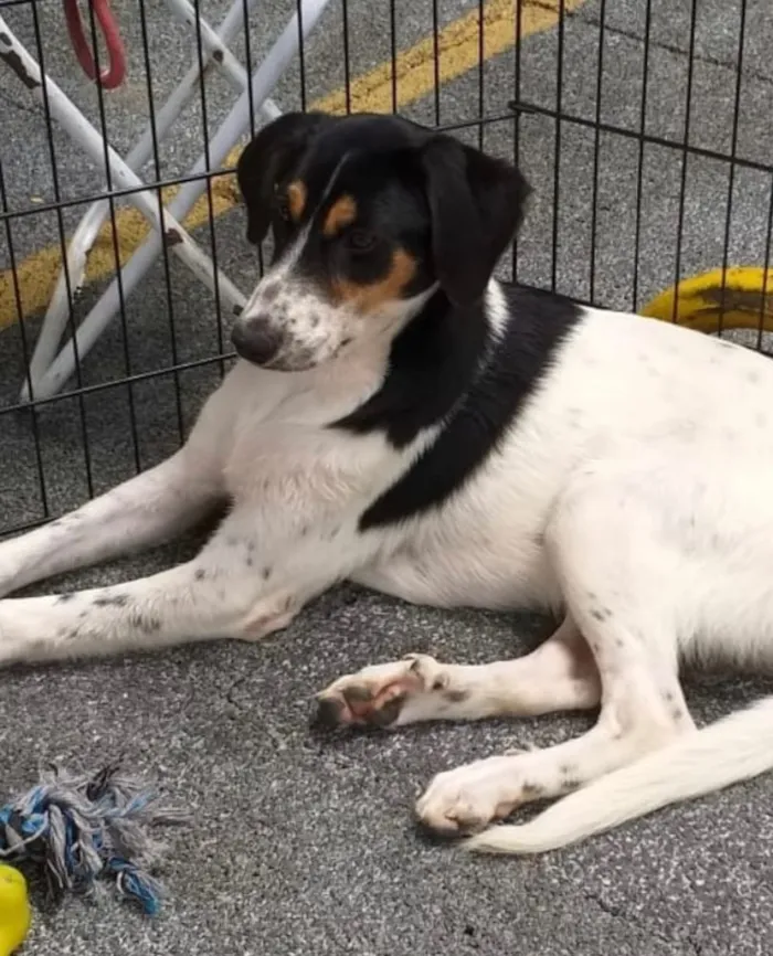 Cachorro ra a Srd idade 7 a 11 meses nome Jorginho