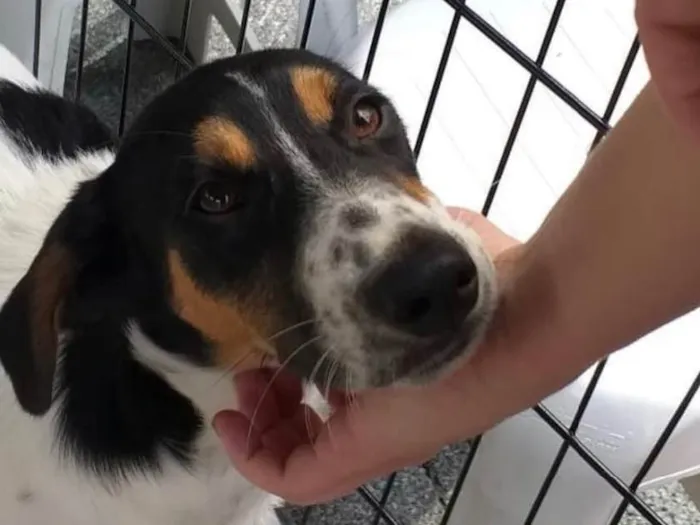Cachorro ra a Srd idade 7 a 11 meses nome Jorginho